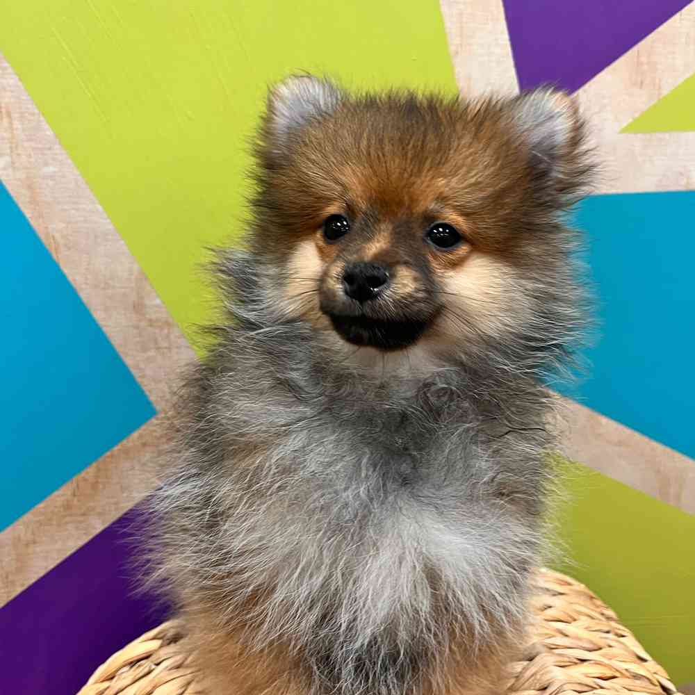 carousel pet images