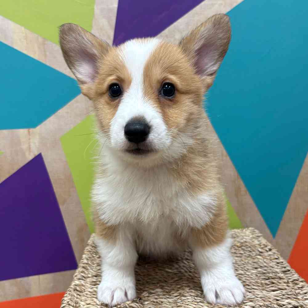carousel pet images