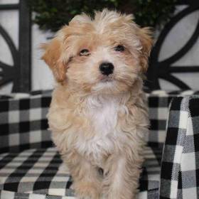 Maltipoo