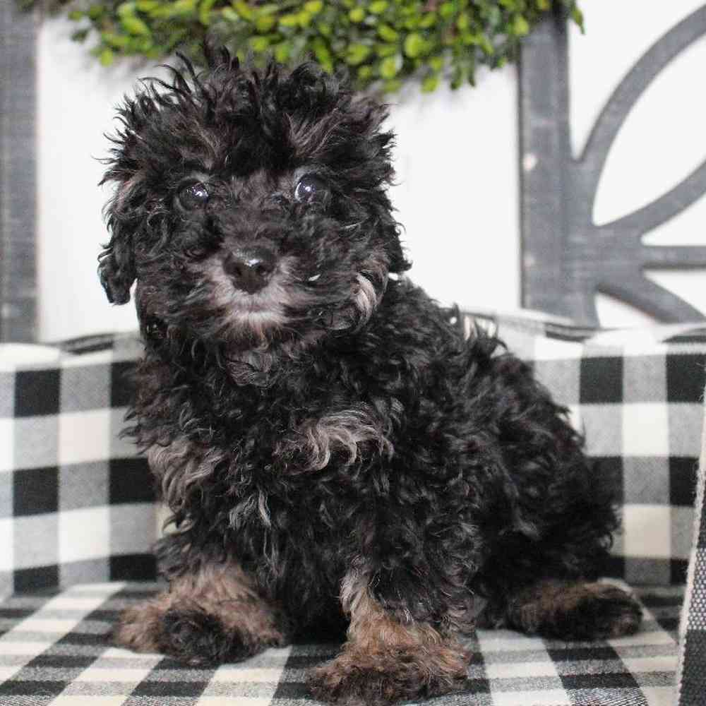 Female Yorkie-Poo Puppy for sale