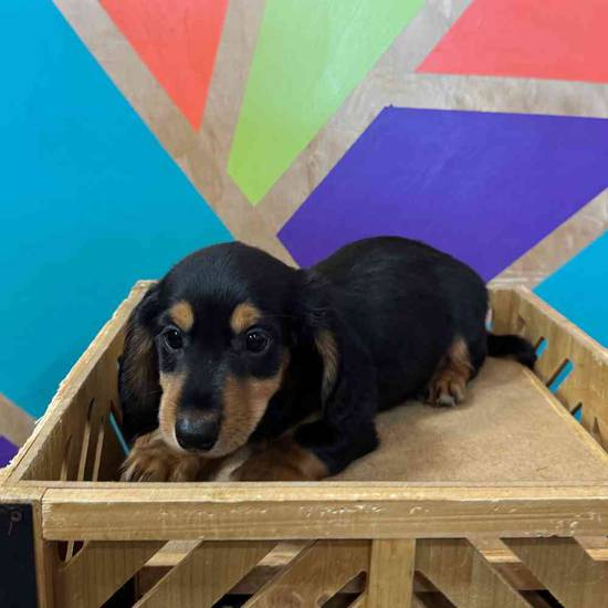 Dachshund