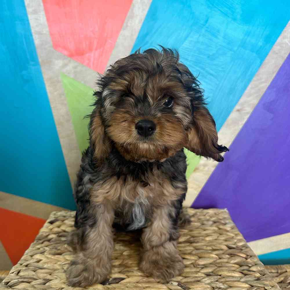 carousel pet images