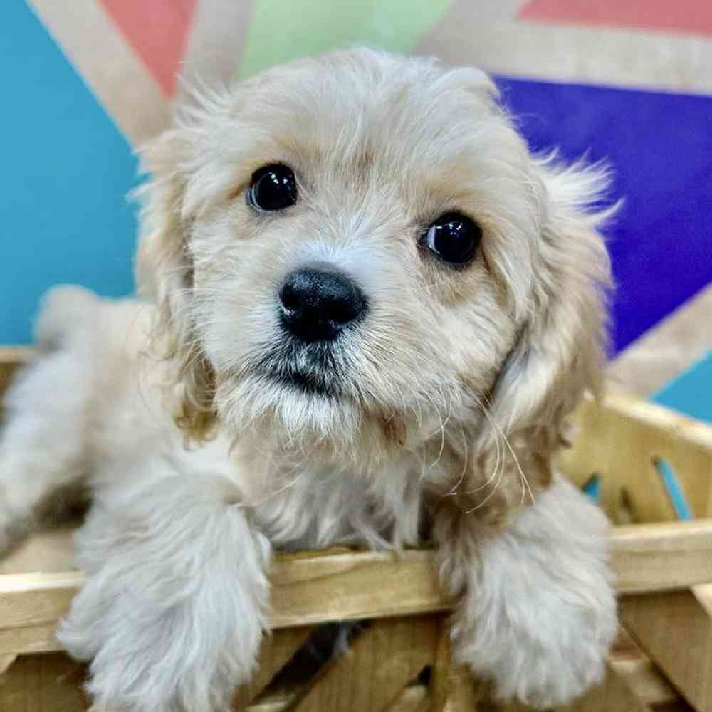 Image of a pet breed in the gallery