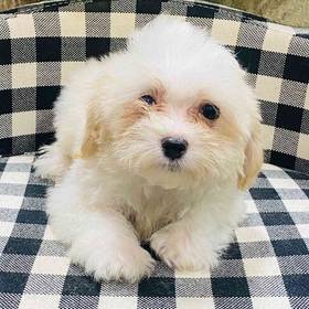 Maltipoo