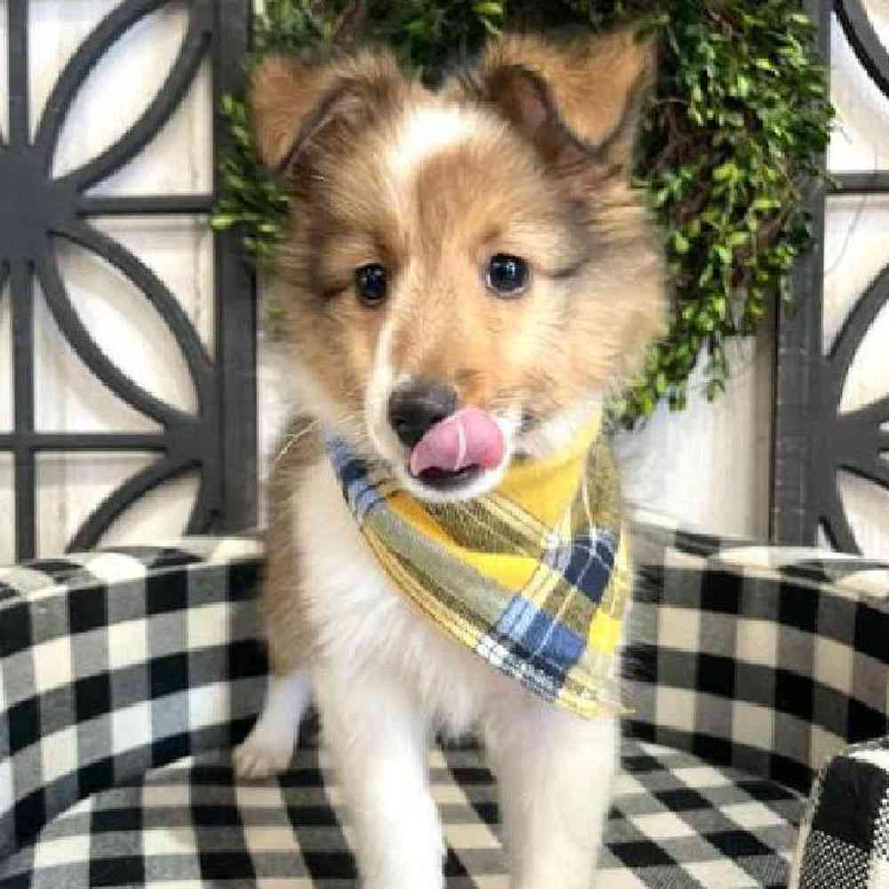 Male Sheltie Puppy for sale