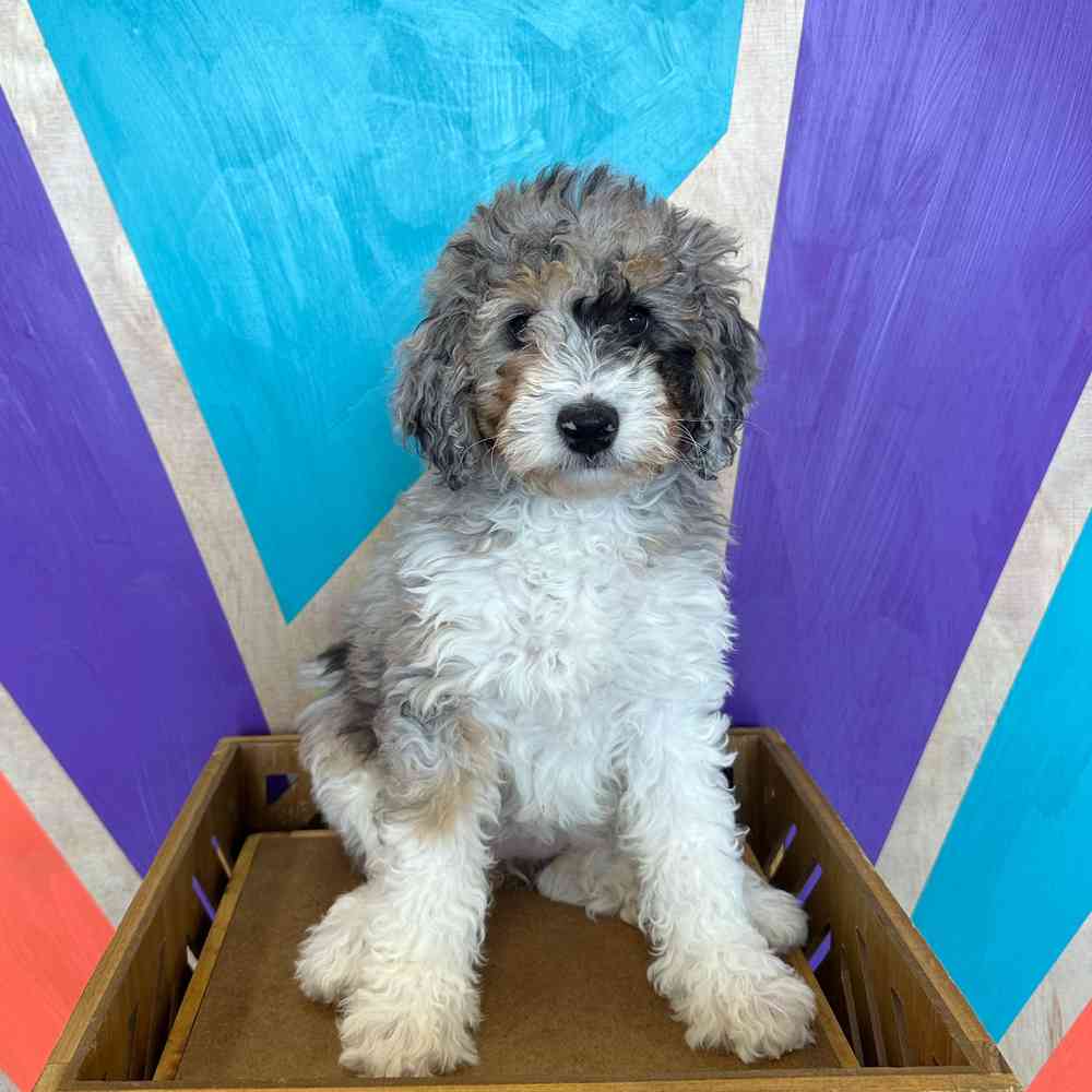 Image of a pet breed in the gallery