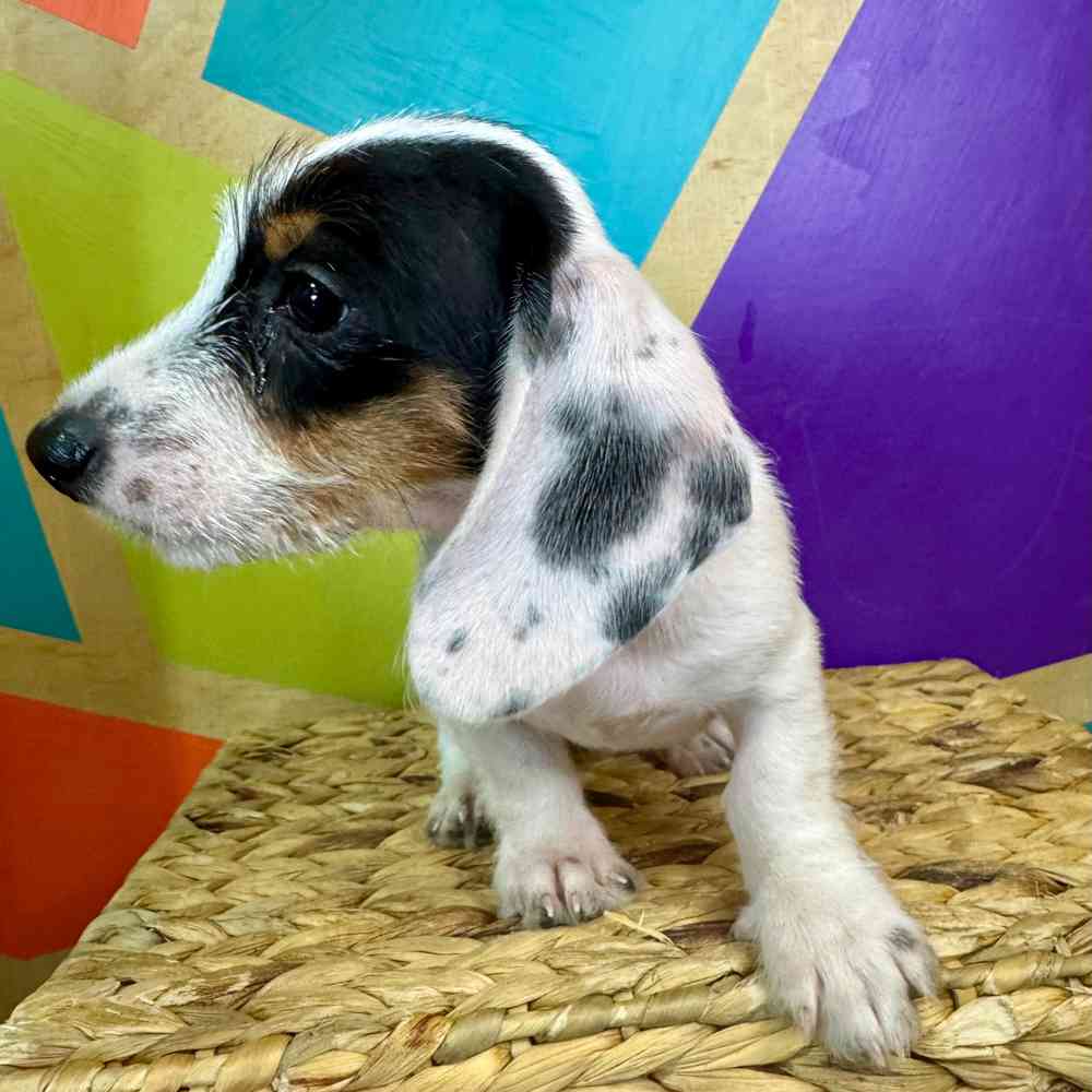 carousel pet images