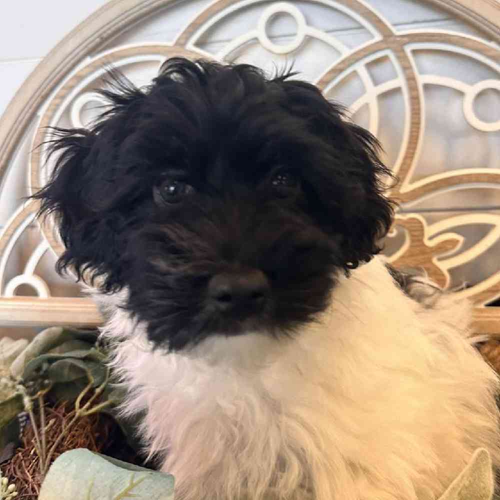 carousel pet images