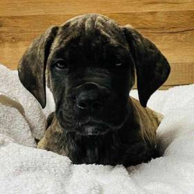 English Mastiff