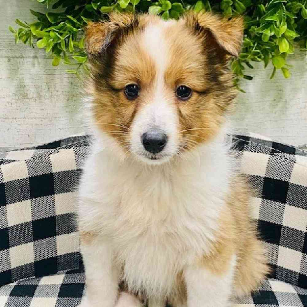Female Sheltie Puppy for sale