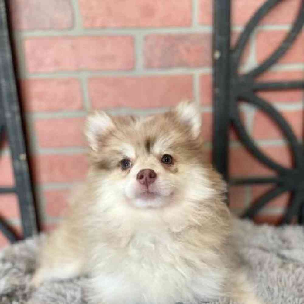 Female Pomsky Puppy for Sale in Rogers, AR