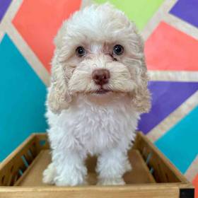 Cockapoo