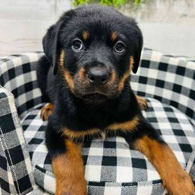 Rottweiler