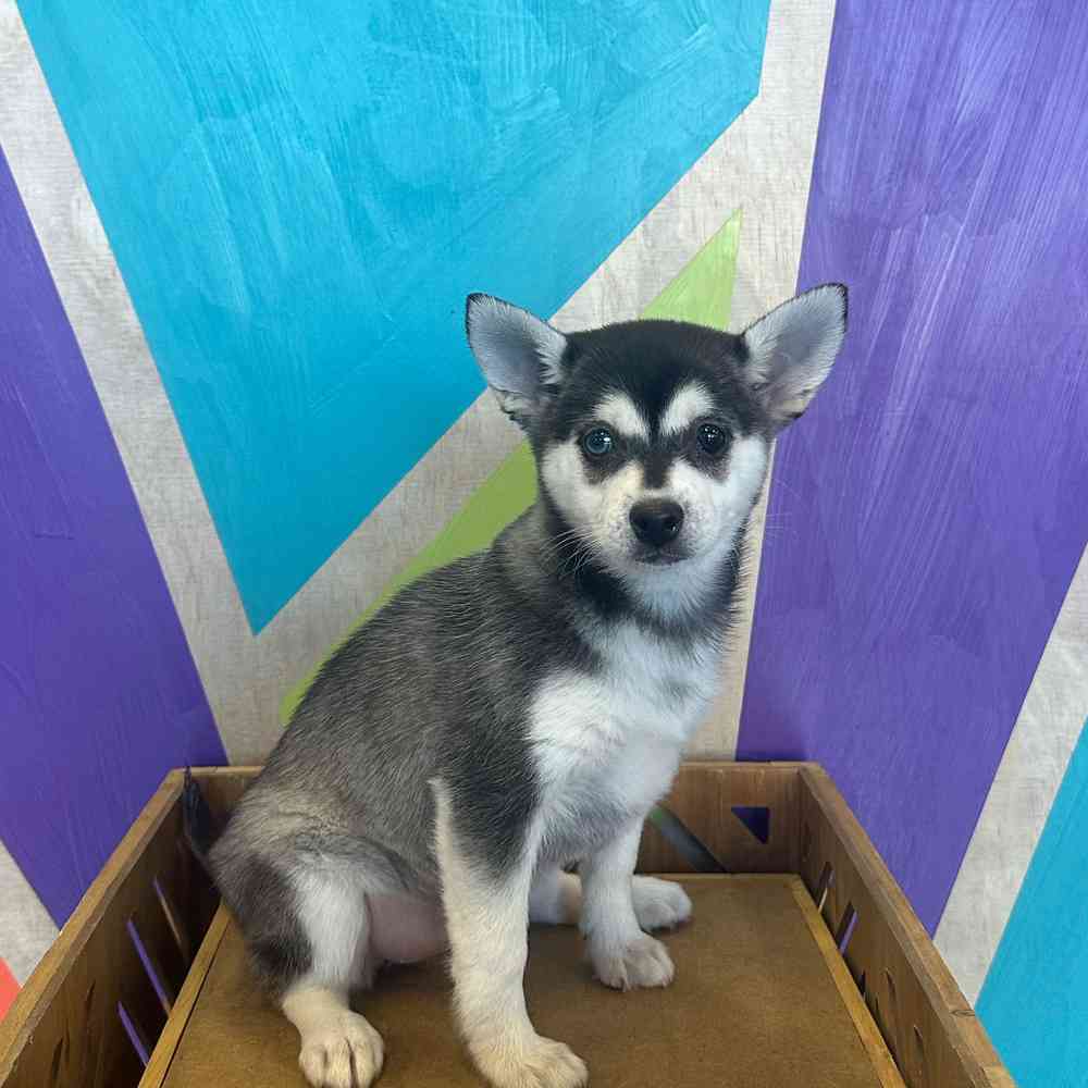 carousel pet images