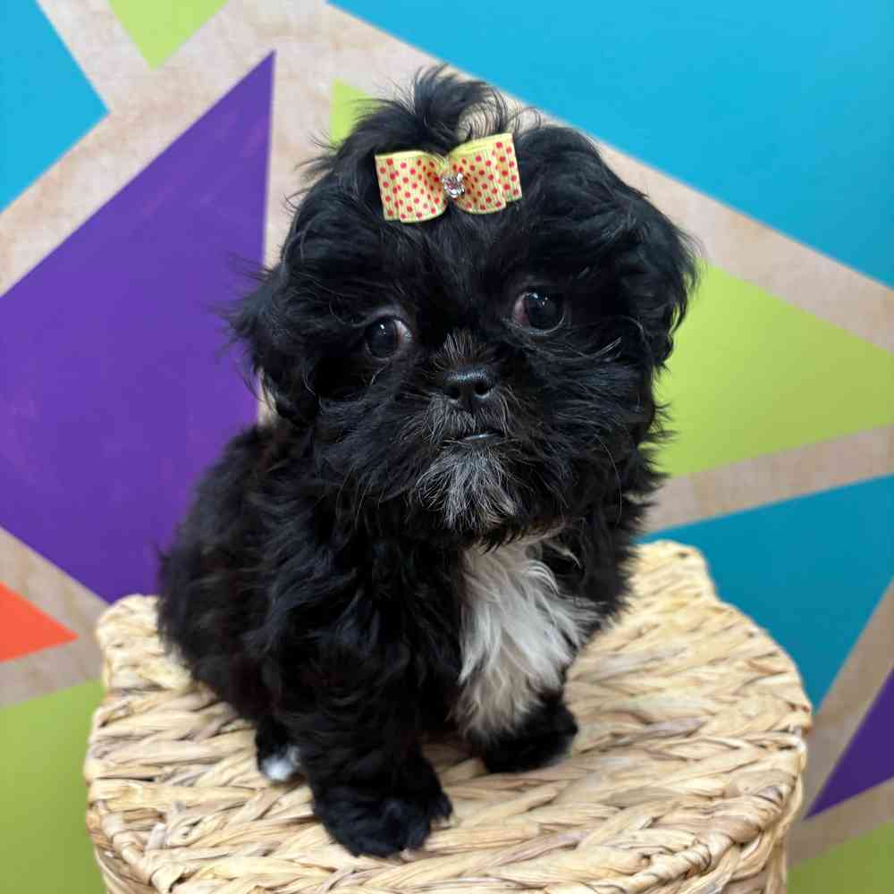 Image of a pet breed in the gallery