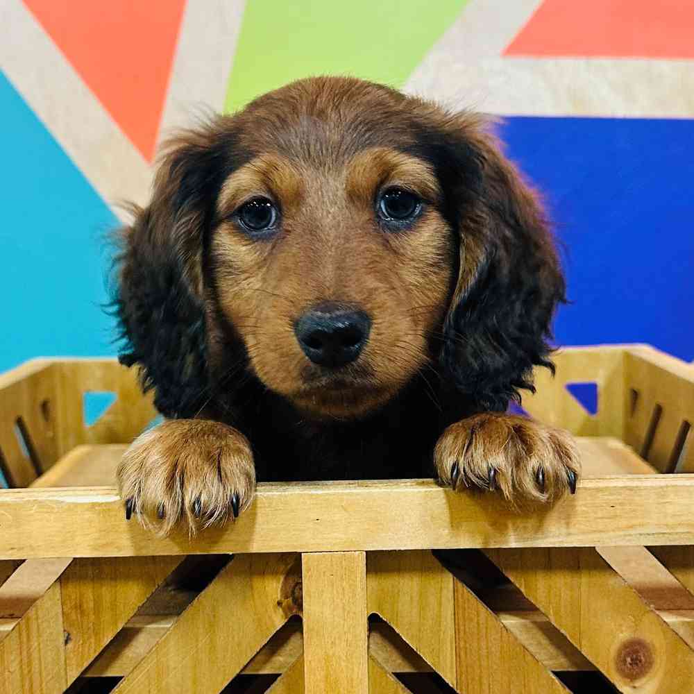 carousel pet images