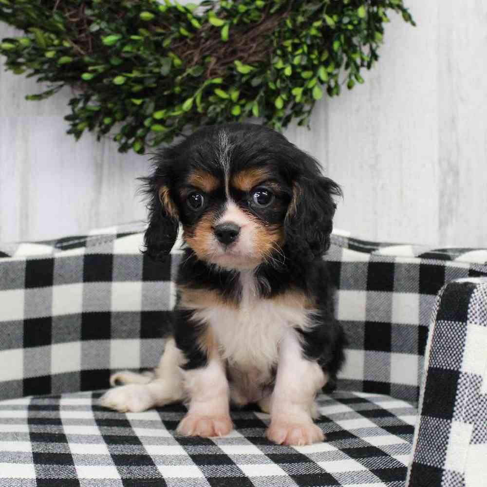 Male Cavalier King Charles Spaniel Puppy for sale