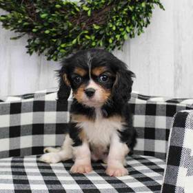 Cavalier King Charles Spaniel