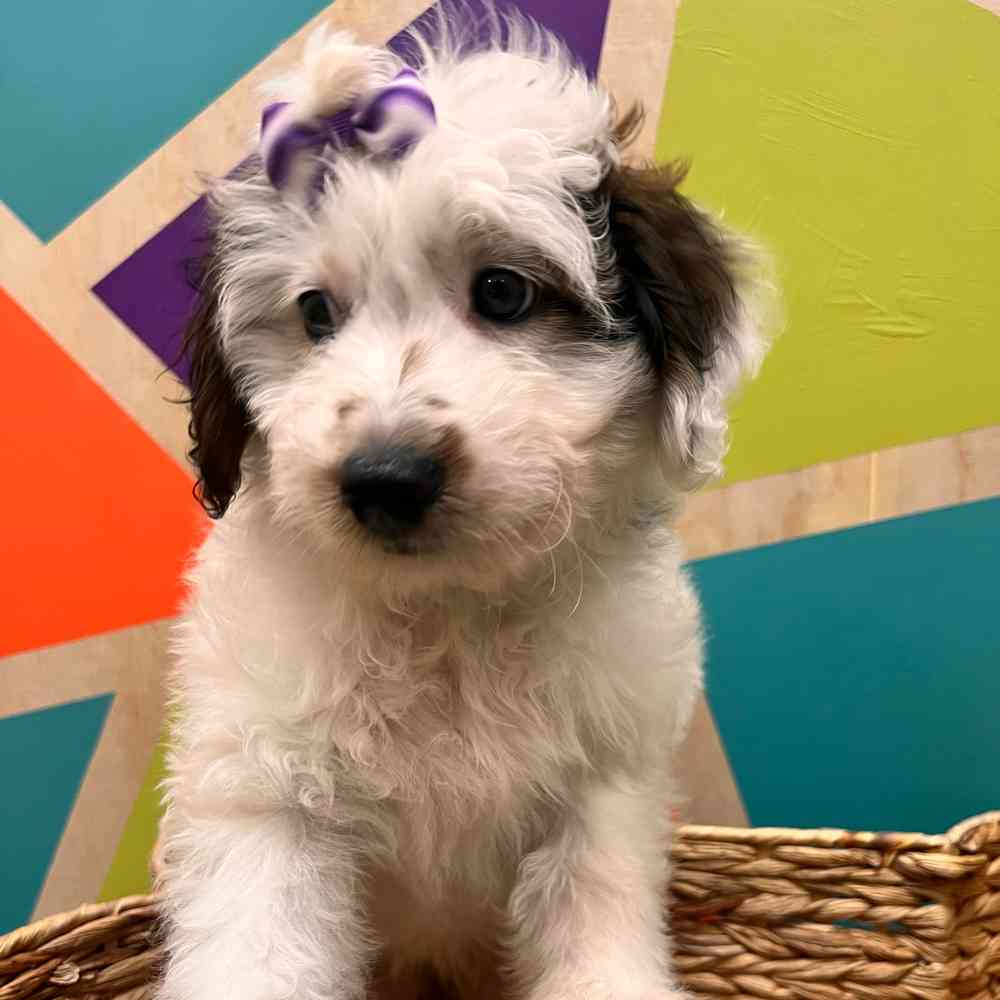carousel pet images