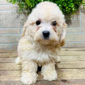 BichonPoo
