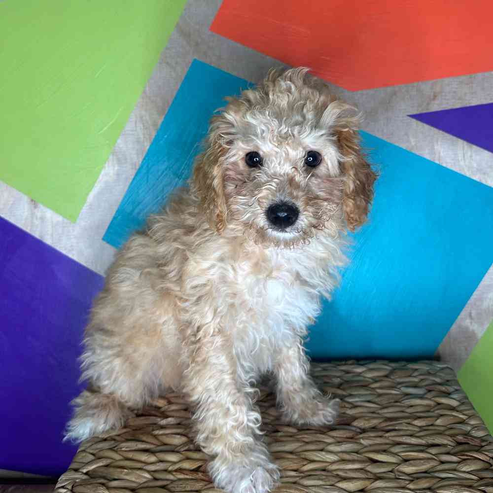 carousel pet images