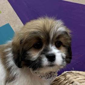 Lhasa Apso