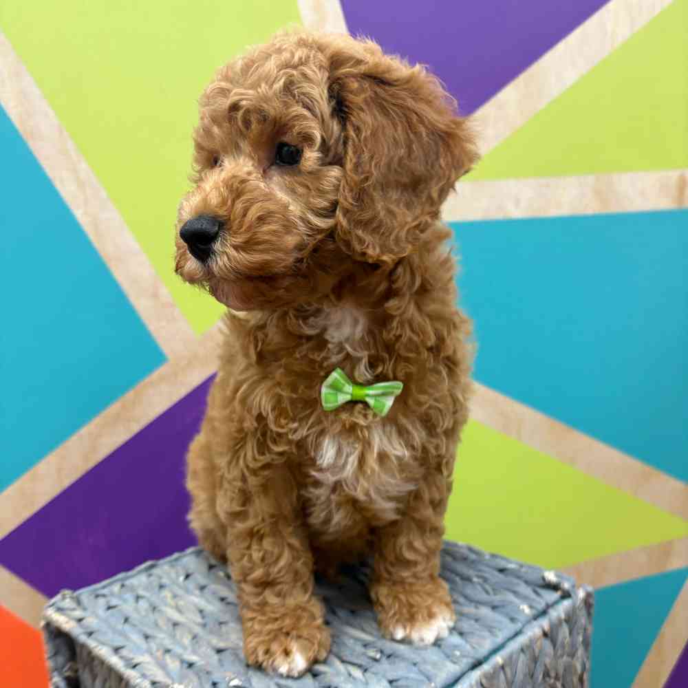 carousel pet images