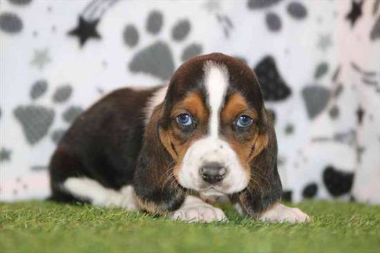 Basset Hound