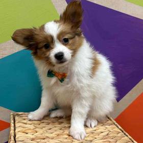 Papillon