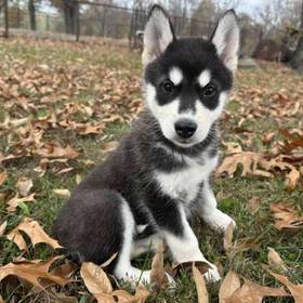 Alaskan Malamute