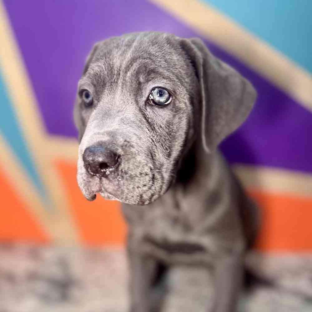 carousel pet images