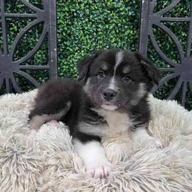 Australian Shepherd