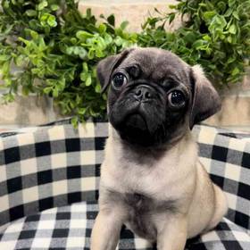 Pug