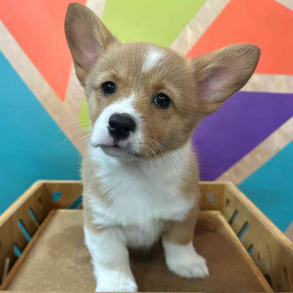 carousel pet images