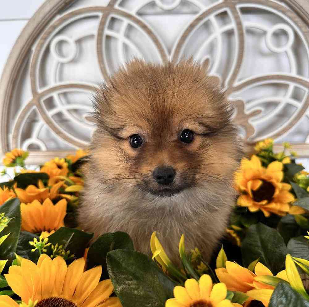 Teacup sales pomeranian ár