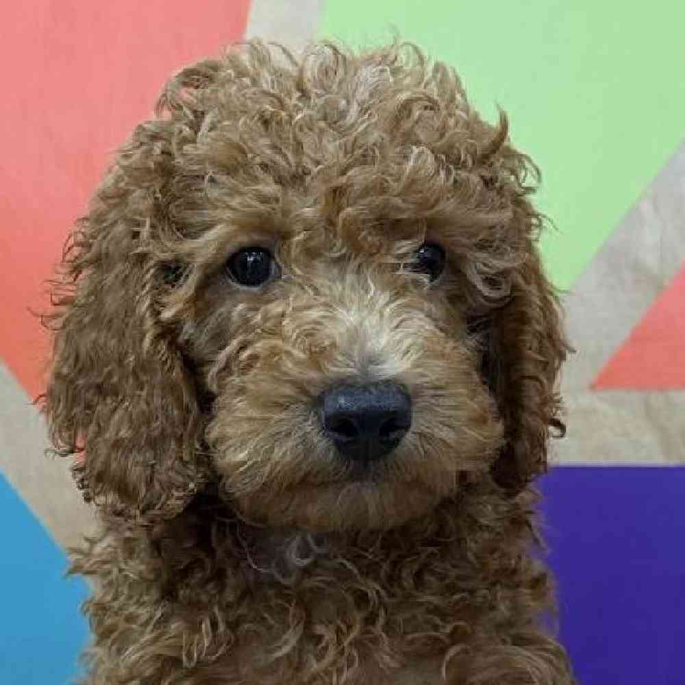 Image of a pet breed in the gallery