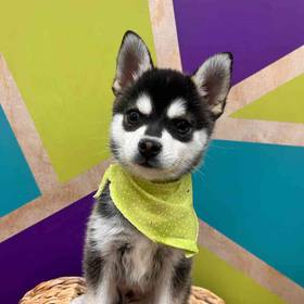 Alaskan Klee Kai