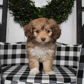 Mini Aussiedoodle