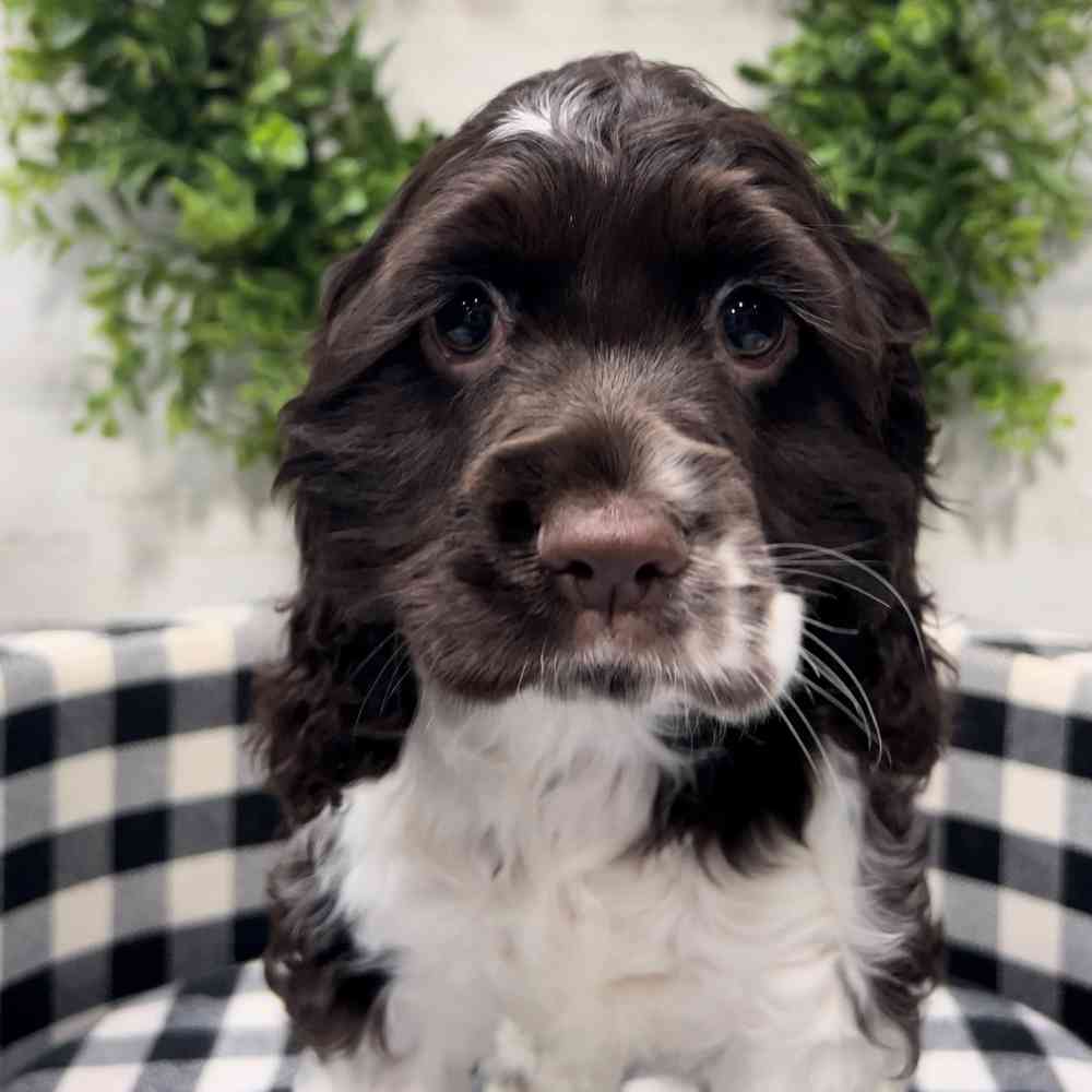 carousel pet images