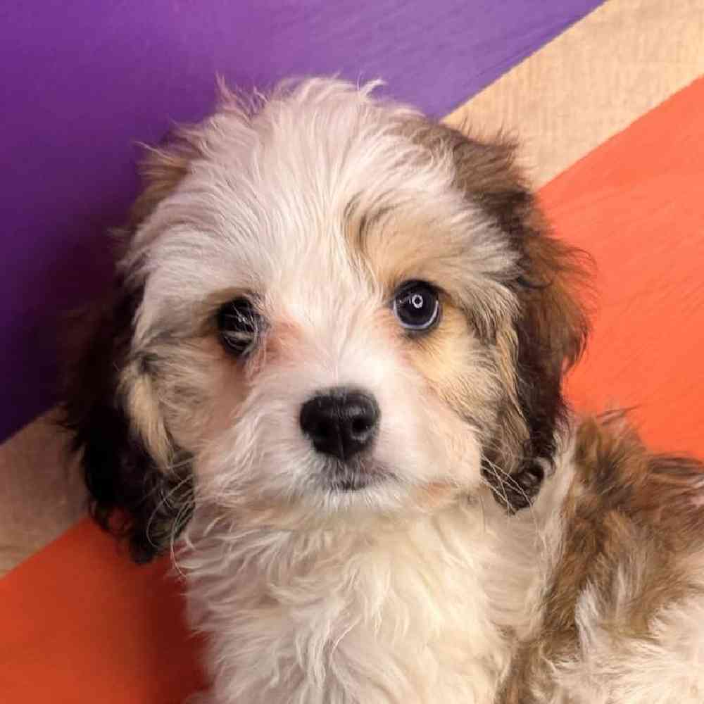 Image of a pet breed in the gallery
