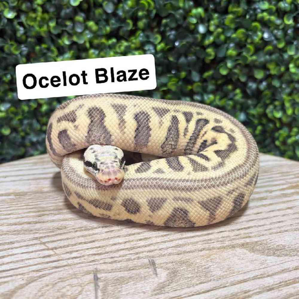 Image of a pet breed in the gallery