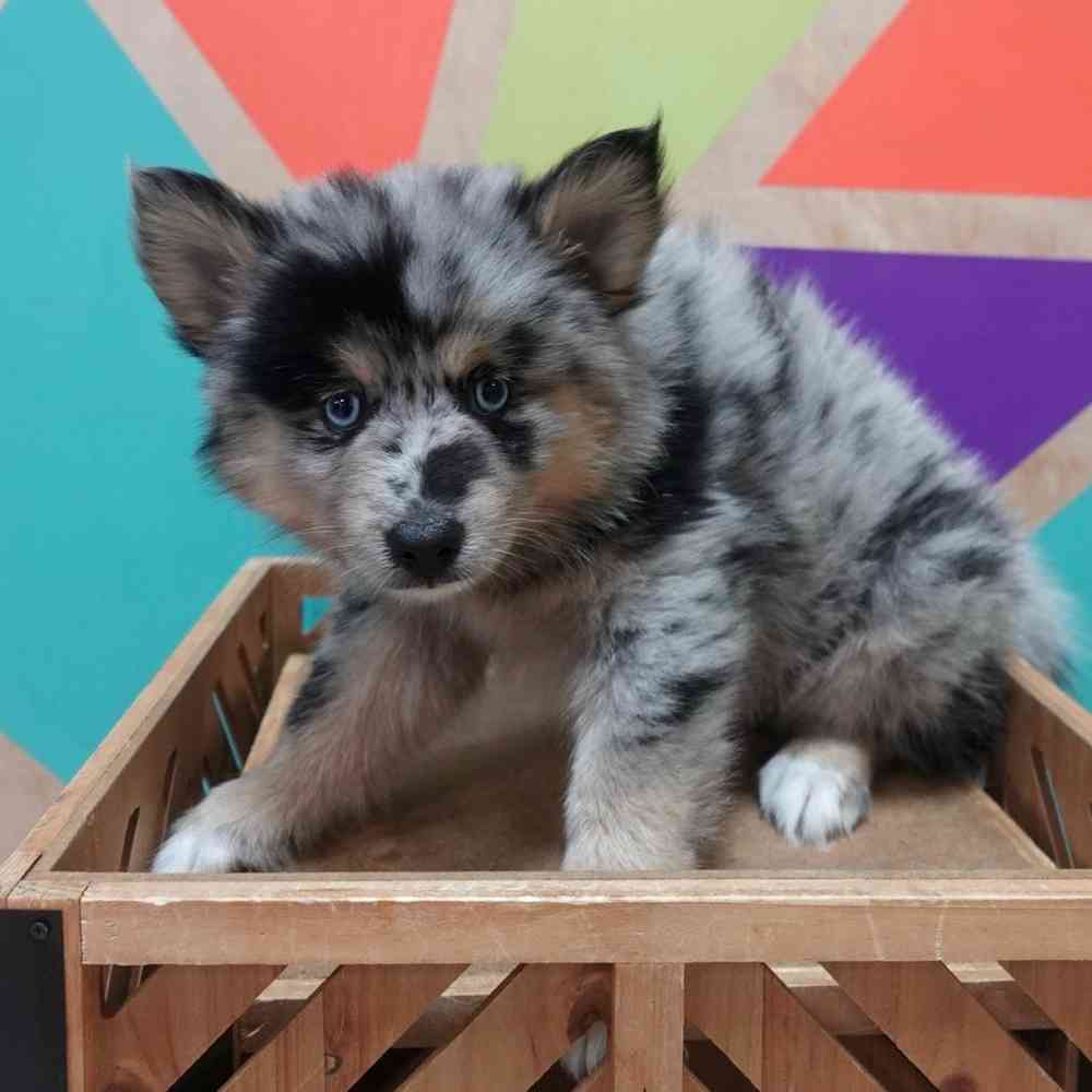 carousel pet images