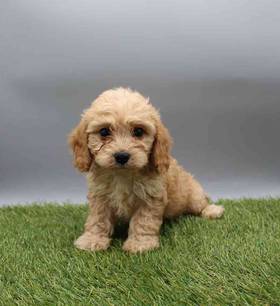 Cavachon