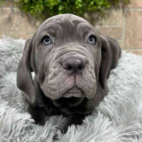Neapolitan Mastiff