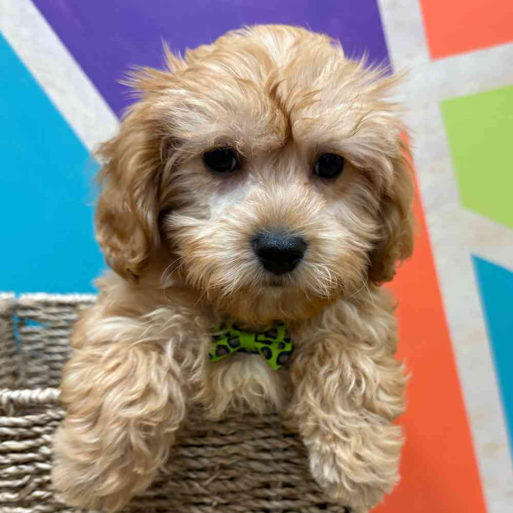 carousel pet images