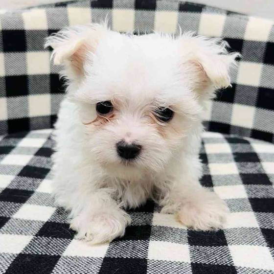 Maltese Puppies for Sale in Rogers, Arkansas
