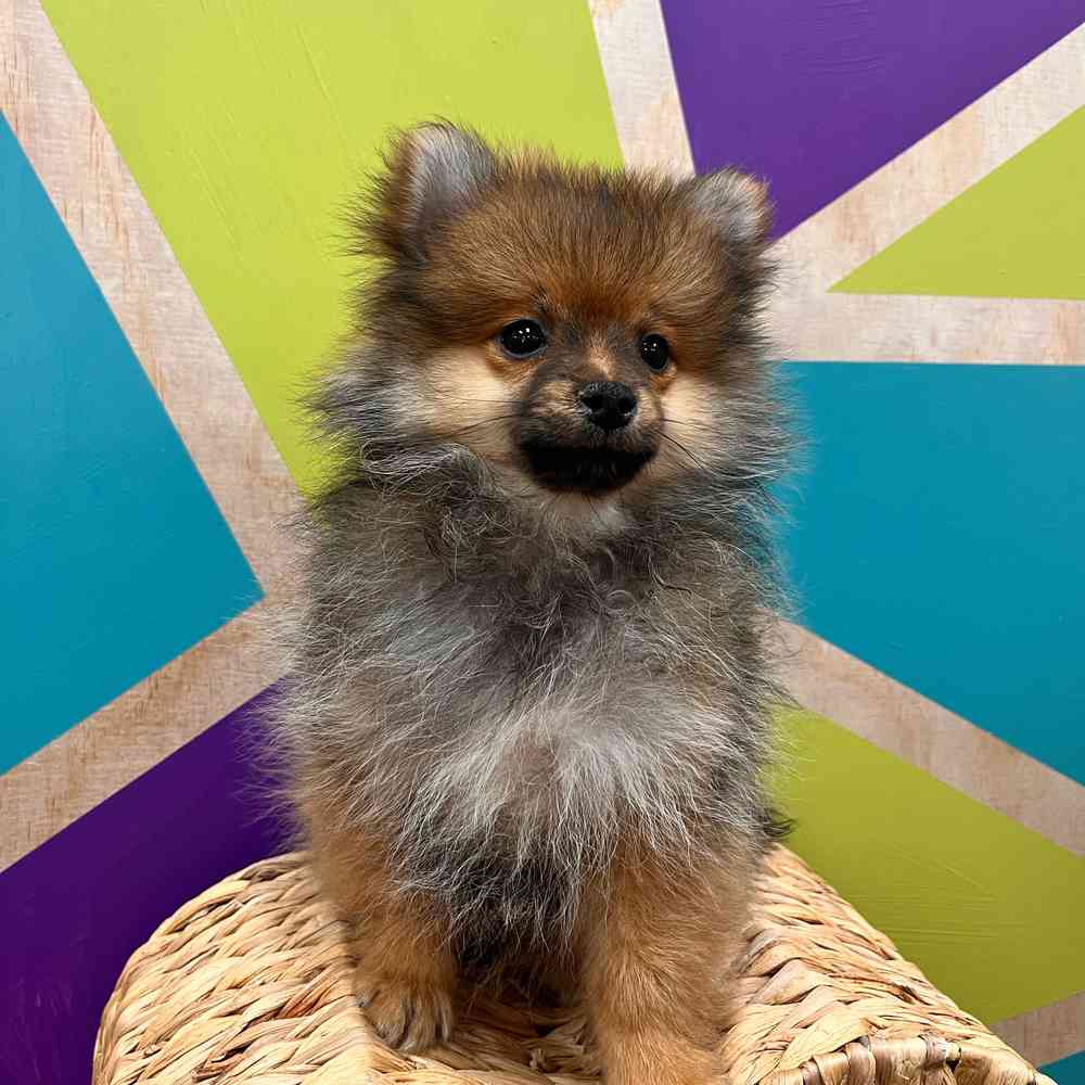 carousel pet images