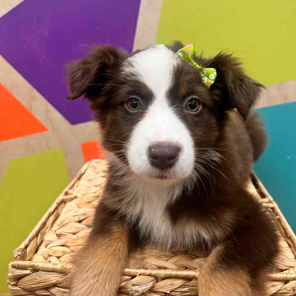 carousel pet images