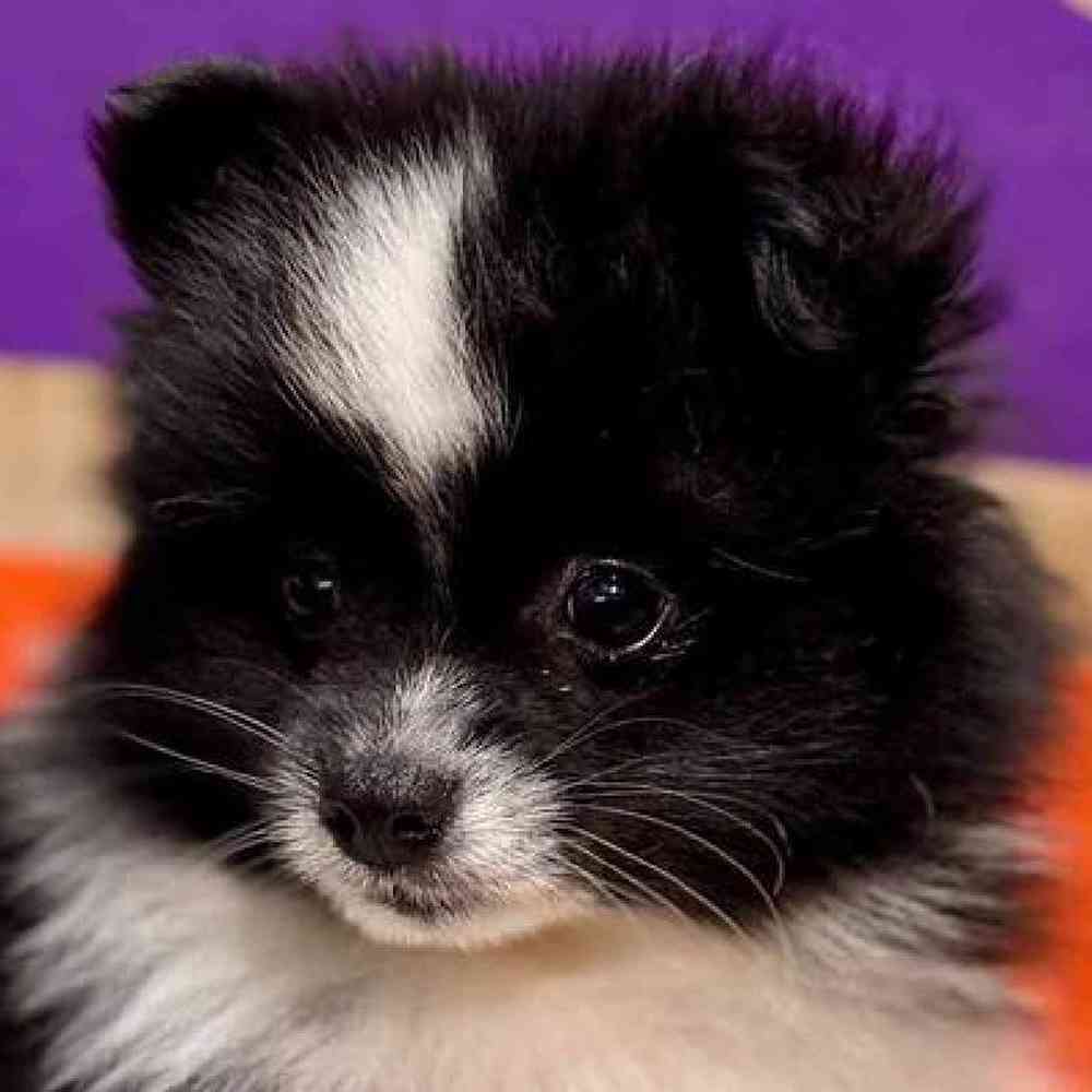Female Pomeranian Puppy for Sale in Joplin, MO