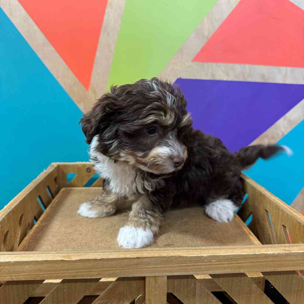 Image of a pet breed in the gallery